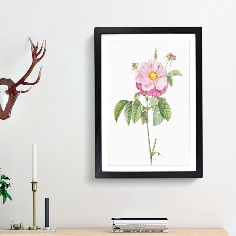 A Provins Rose In Pink by Pierre-Joseph Redoute - Single Picture Frame Painting, 63cm H x 45cm W x 2cm D, Black Framed