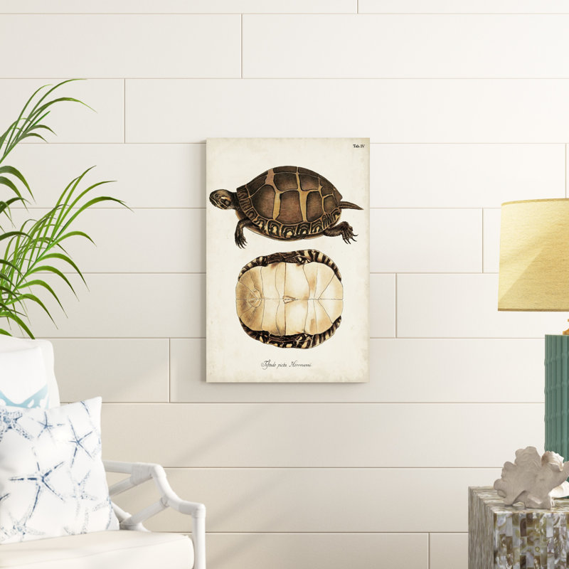 Tortues et coquillages antiques IV, H 30 po x l 20 po x P 1,25 po