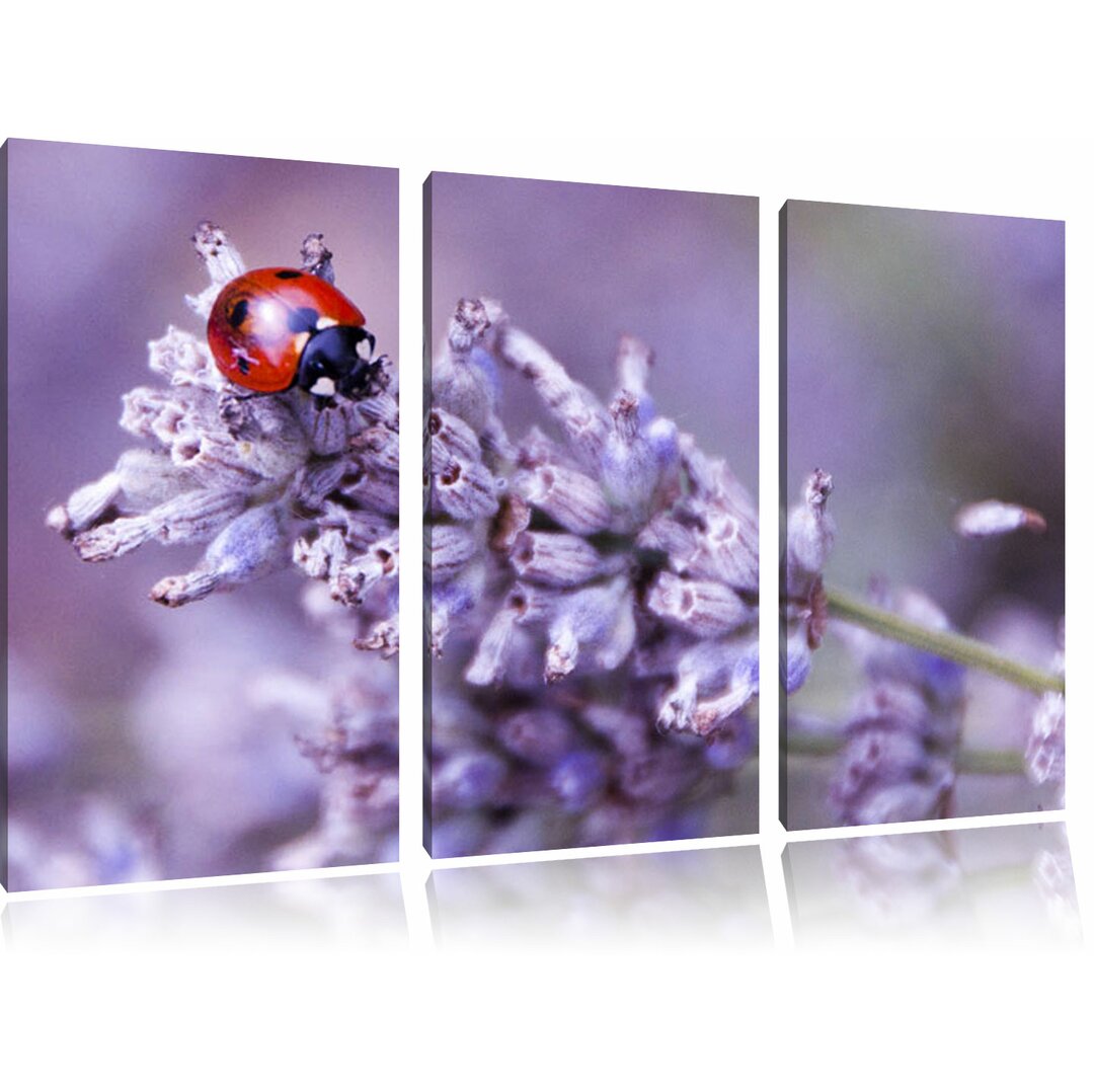 3-tlg. Leinwandbilder-Set Kleiner Marienkäfer auf Lavendel, Fotodruck