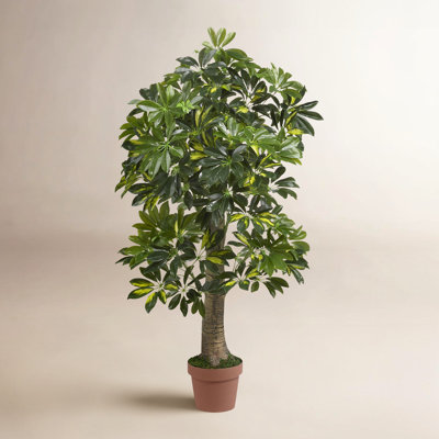 48" Schefflera Tree in Pot