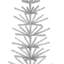 Arbre à plumes blanches-105229925
