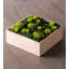 Moss Plant in Wood Freestanding
