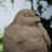 Chilmark Animals Figurines & Sculptures