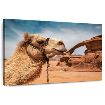 Chameau dans le désert du Wadi Rum