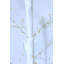 Bouleau blanc avec lumières DEL-103967513
