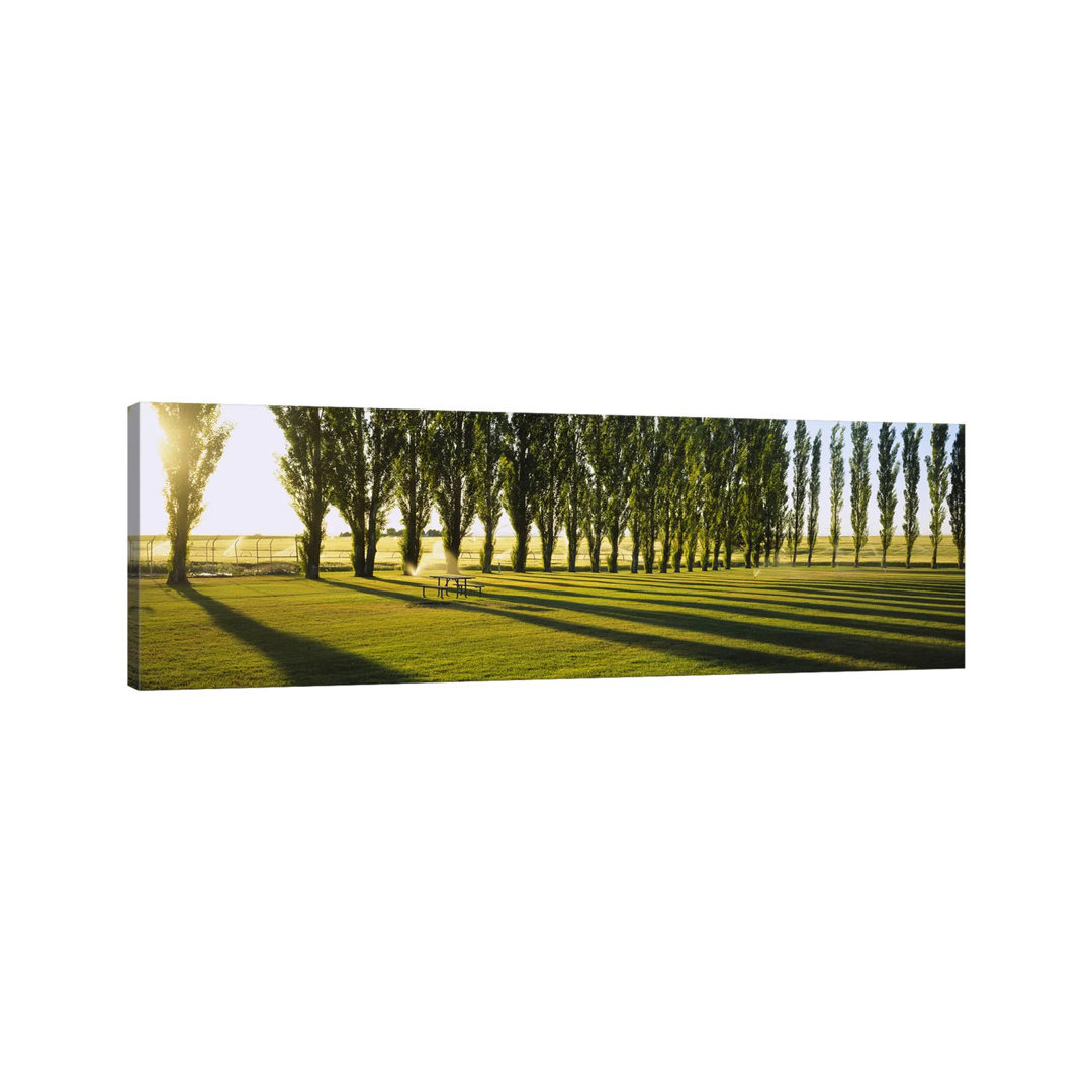 A Row Of Poplar Trees - Wrapped Canvas Panoramic Print