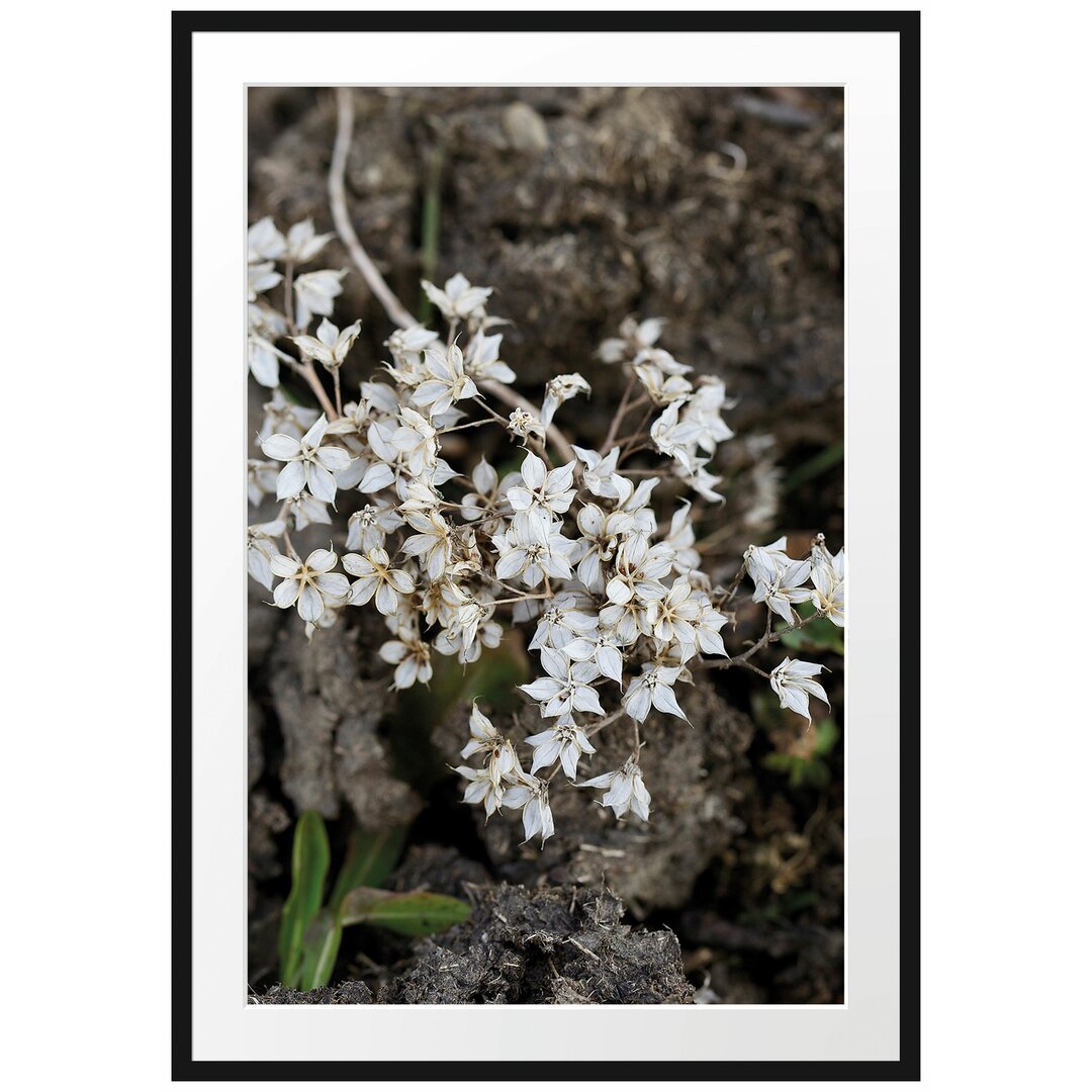 Gerahmtes Poster Kleine weiße Sternblumen