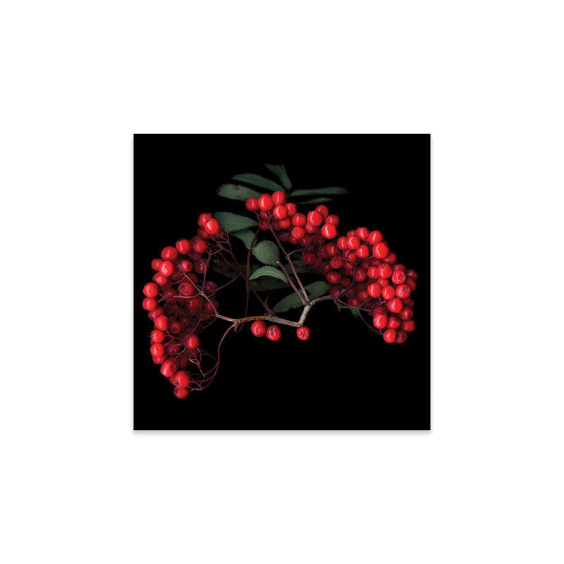 Berries III, reproduction sur verre acrylique