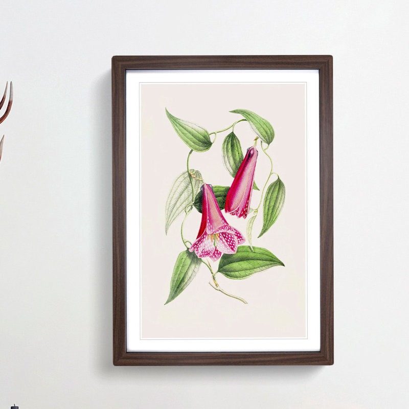 Illustration of Spotted Pink Flowers - Picture Frame Graphic Art Print, 36cm H x 27cm W x 2cm D, Walnut Framed