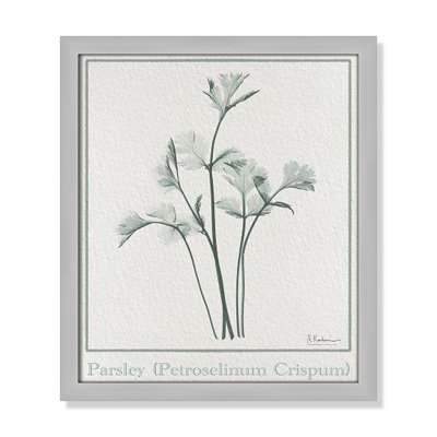 Jeanette "Parsley II" Print by Albert Koetsier