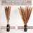 17'' Pampas Grass Plant