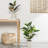 Soren Realistic Faux Rubber Tree Plant with Black Nursery Pot-2018340851