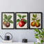 Antique Fruit IX - Ensemble de 3 impressions sur toile encadrées-700919557-700919552