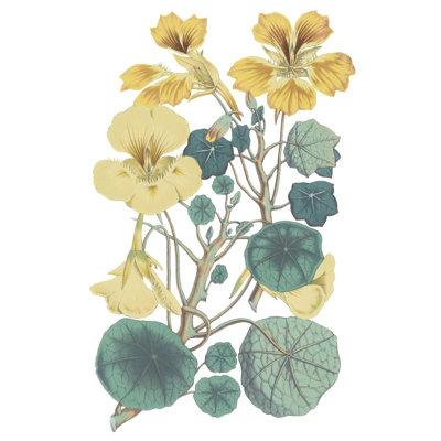 Antique Botanical XVII Cool - reproduction d'art sur toile tendue