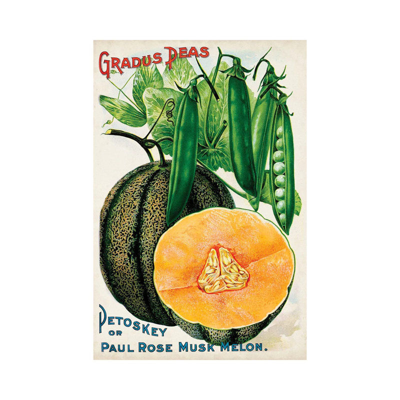Antique Seed Packets X - Wrapped Canvas Gallery-Wrapped Canvas Giclée