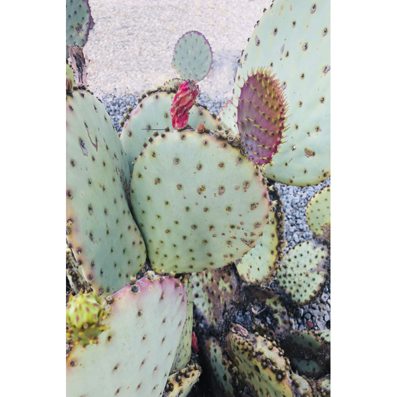 Pink Green Cactus II by Irena Orlov - Wrapped Canvas Print, 122cm H x 81cm W