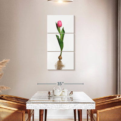 Garden Tulip Bulb