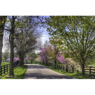 " Redbuds Along The Shady Lane "