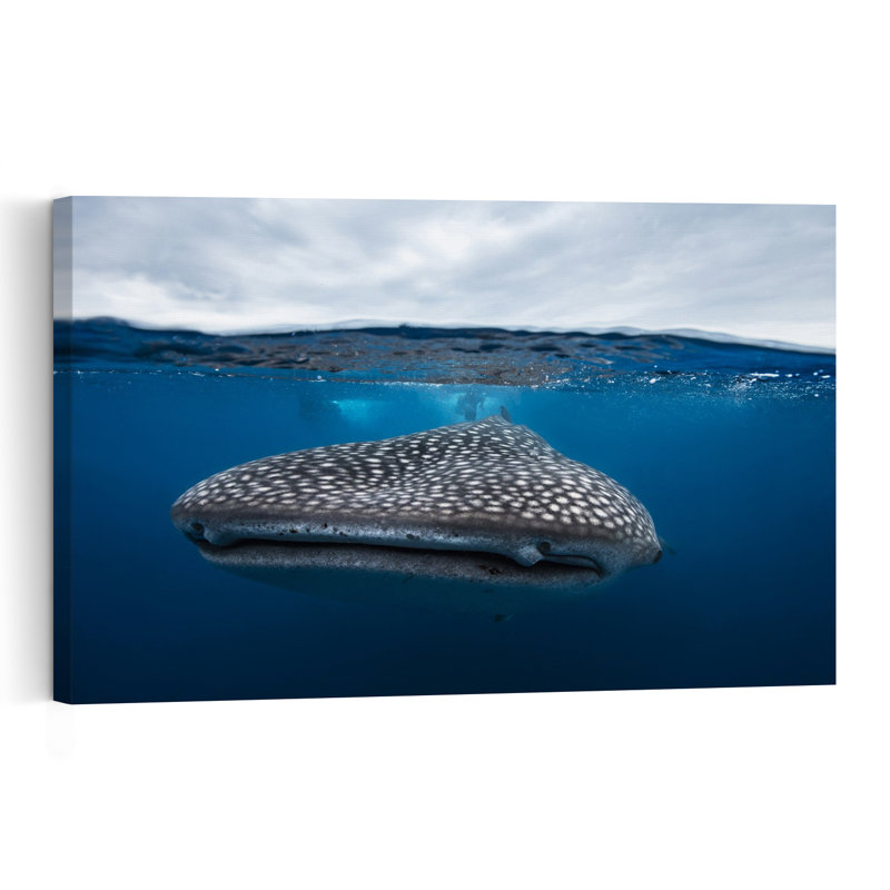Whale Shark Beneath Surface Abstract Contemporary Fish Shark Whale Nature Ocean Wall Art Print 1 Piece Wrapped Canvas Wall Art