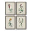 Traditional Botanical I - Ensemble de 4 reproductions de cadres photo sur toile-32851617-32851616