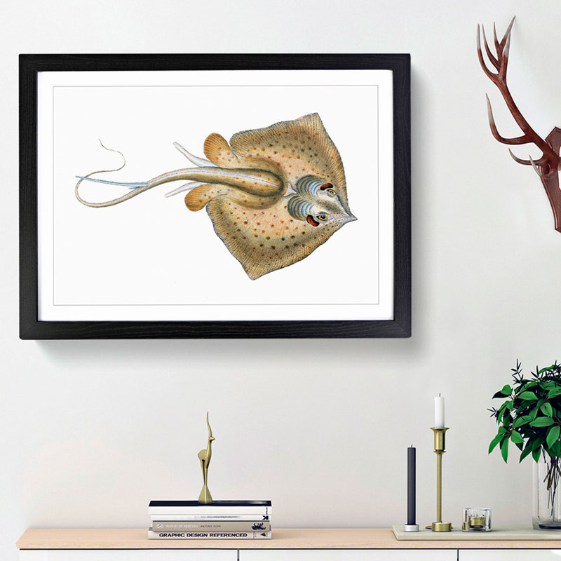 Common Stingray by Edward Donovan - Framed Print, 36cm H x 48cm W x 2cm D, Black Framed