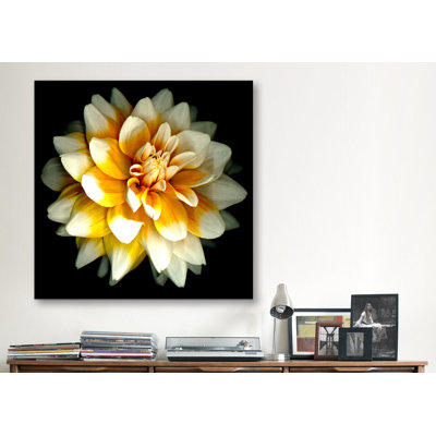 " Dahlia "