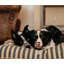 Lit pour chien Vintage-56468048-56468051