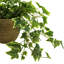 Nunn Faux Ivy Plant in Pot-557211656-557211657