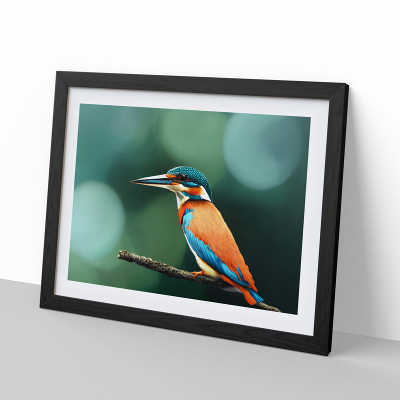 Splendid Kingfisher Bird - Framed Print, Black, 46cm H x 64cm W x 2cm D