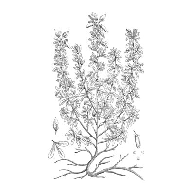 B And W Plant Specimen V - Wrapped Canvas Print