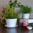 Byntlee Tea Cup Planter