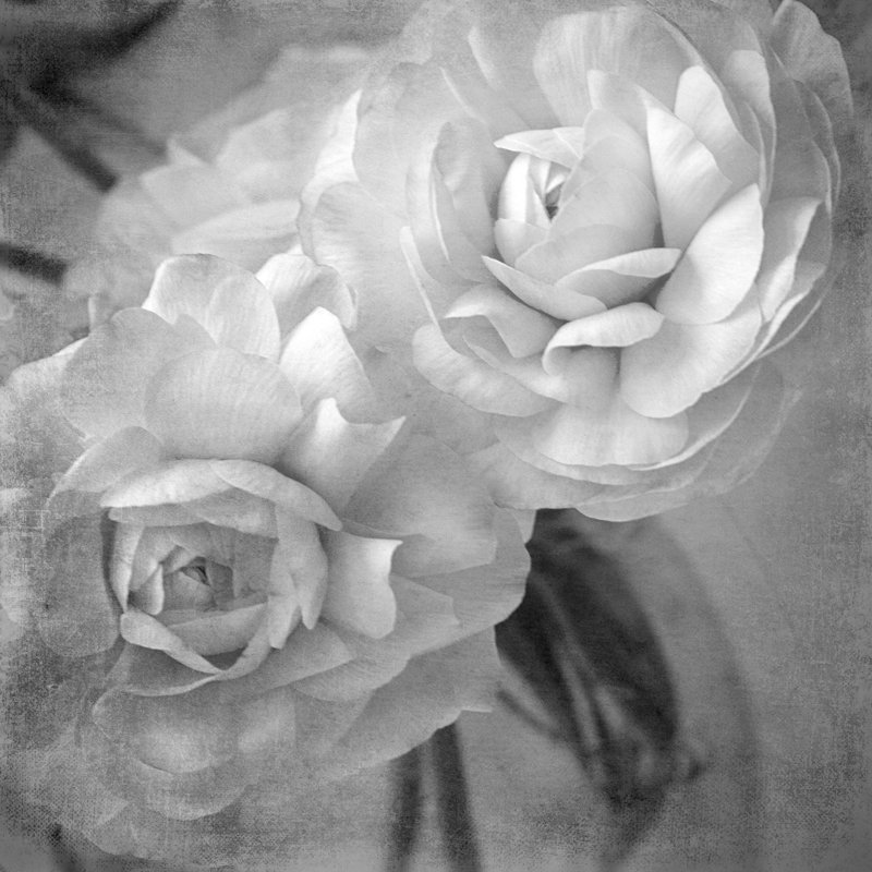 «Dark Ranunculus I», photographie sur toile, H 12 po x l 12 po, Toile tendue