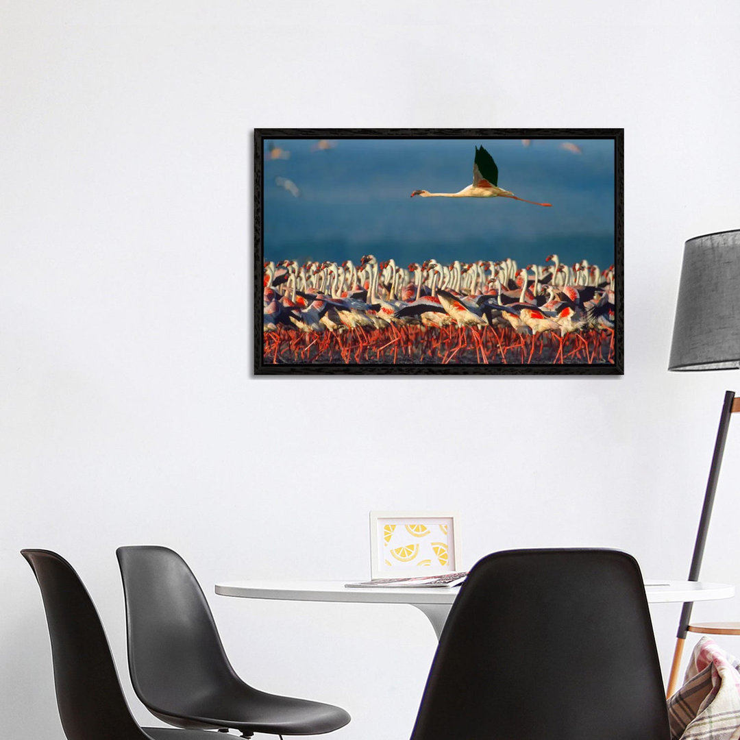 Lesser Flamingo Flying Over Flock, Lake Nakuru, Kenia von Tim Fitzharris - Galerie-Giclée auf Leinwand