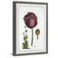Tulipe Mauve - Single Picture Frame Print-1121053211