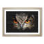 Great Horned Owl - Framed Print-56863011-56863012