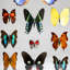 12 Genuine Butterflies In Black Display Frame