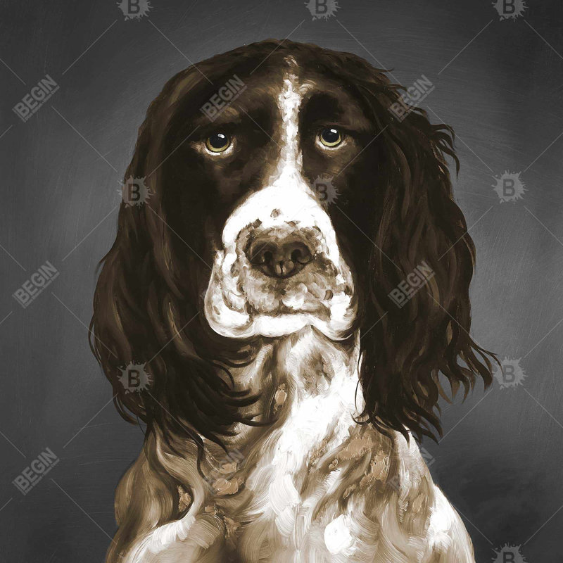 " Brown English Springer Spaniel "