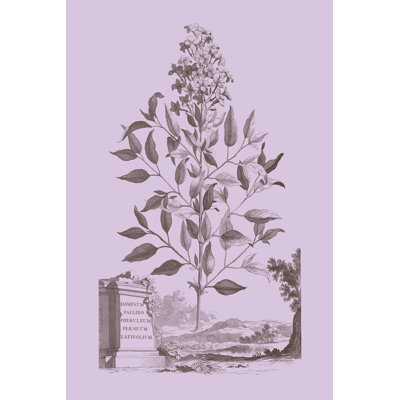 Romantic Jasmine by Vision Studio - Wrapped Canvas Art Prints