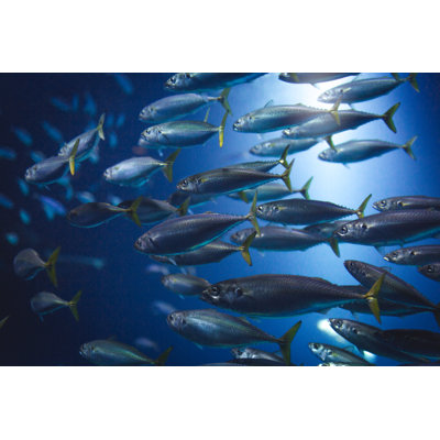Banc de poissons par Fluxfactive