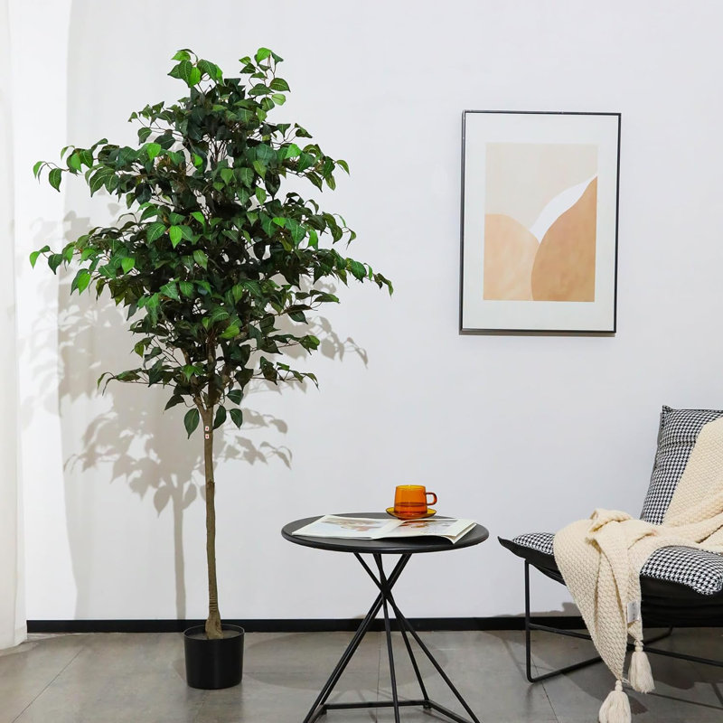 72 plantes