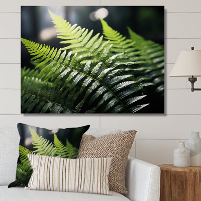 " Ferns Close Up I "