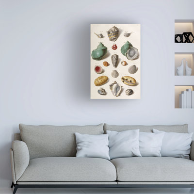Franz Michael Regenfus, coquillages variés, 1758, art sur toile