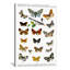 « animal european papillons », impression sur toile-10809635-73866194-73866199
