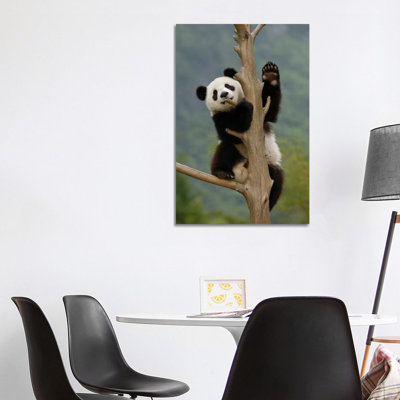 Giant Panda Cub Climbing Tree, Wolong Nature Reserve, China by Katherine Feng - Wrapped Canvas Print