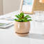 Ceramic Pot Planter-534234028-534234031
