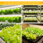 JESLED 20 Watt Grow Light