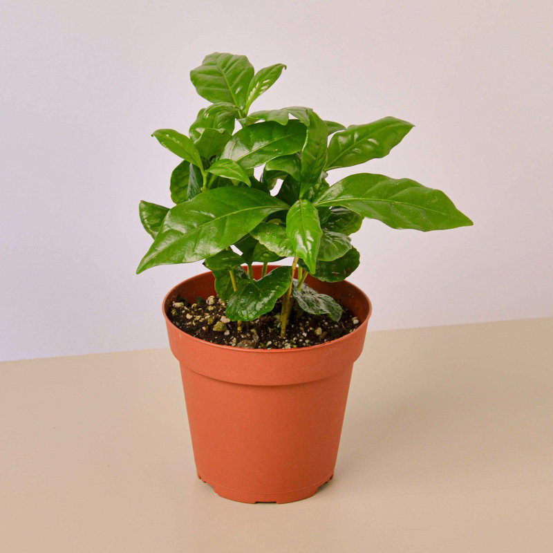 House Plant Shop Live Foliage Plant Low Maintenance Plant Rattan