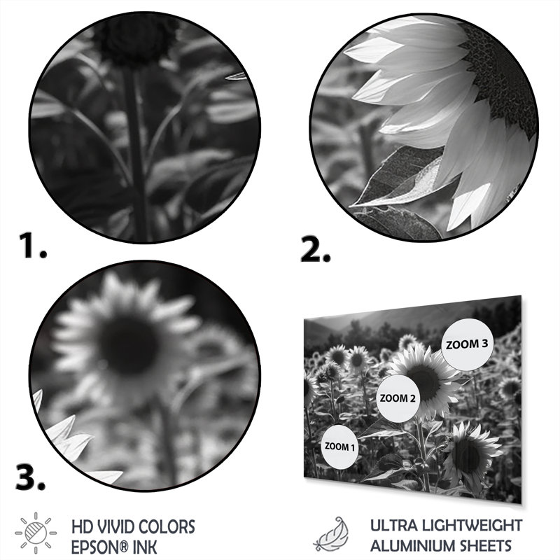 Black White Sunflower Filed II Plants & Flowers Wall Decor on Metal