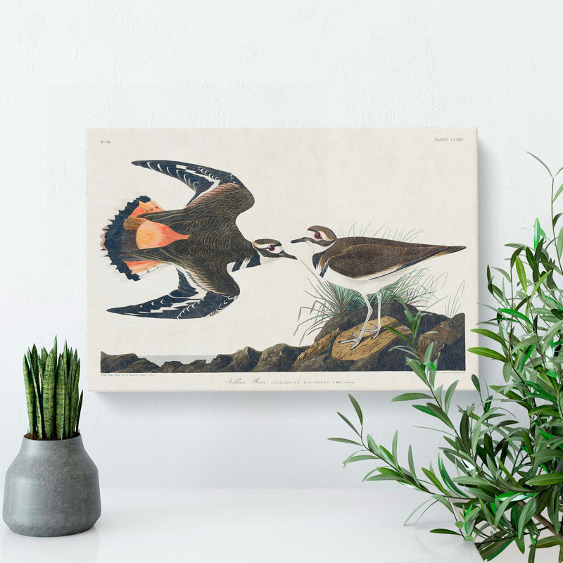 Kildeer Plover by John Audubon - Wrapped Canvas Painting, 40cm H x 60cm W x 3cm D