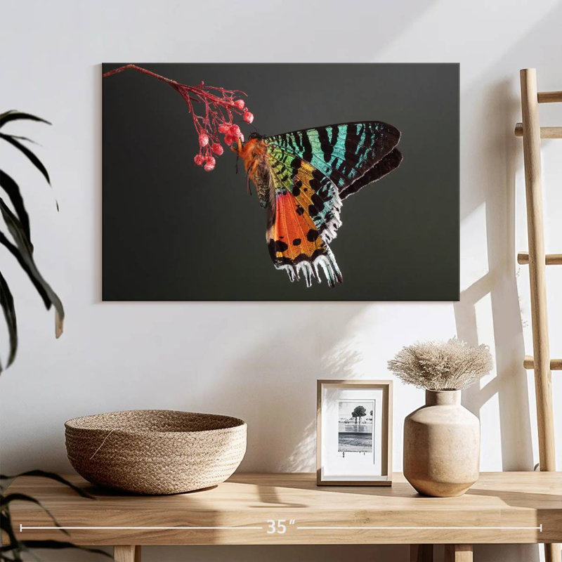 Madagascan Sunset Moth, 8" H x 12" W
